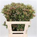 Леукадендрон-Leucadendron-Ayoba St Pear-40cm 0515fced-acc6-11ef-0a80-02d0007aaf79