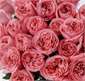 Роза-Rosa-Pink Expression-50cm-MS 3315185a-021d-11ef-0a80-023b000ba268