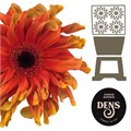 Гербера-Gerbera-Gr Diamond Pasta Caprese-50cm 331d4038-82f5-11ef-0a80-0cf10068c4a0