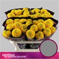 Хризантема одн-Chrysant Gr-Mcenroe-70cm-85gr 3322dbb4-b3e6-11ef-0a80-19ca000e71d0