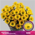 Хризантема куст-Chrysant Tr-Korona-70cm-70gr 3326f830-9fa8-11f0-0a80-11aa001320d9