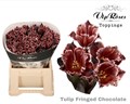 Тюльпан-Tulip-Fr Fringed Chocolate-38cm-34gr 332aba17-e01b-11ef-0a80-16060016a3ea