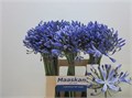 Агапантус-Agapanthus-Intermedius-60cm 33361db2-873d-11ed-0a80-07080090cbb1