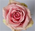 Роза-Rosa-Geraldine-60cm-QA 333bb2a4-647c-11f0-0a80-05de0028b187