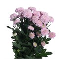 Хризантема сант-Chrysant sant-Ellison Sweet-55cm-130gr 3342dde9-343d-11ee-0a80-0dd40017ec2e