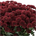 Хризантема сант-Chrysant sant-Alonso-55cm-950gr 3343e372-9fa8-11f0-0a80-11aa001320df