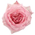 Роза-Rosa-Pink O´hara-40cm-PE 051dd64c-bfa9-11ec-0a80-0b4c000aec72