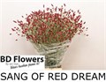 Кровохлёбка лекарственная-Sanguisorba officinalis-Of Red Dream-100cm 3348f28f-82f5-11ef-0a80-0cf10068c4a6