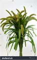 Сетария-Setaria-It Gr Pearl-80cm 334c3668-82f5-11ef-0a80-0cf10068c4a9