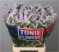 Лимониум-Limonium-S Tessa Lavender-80cm-80gr 334d7a87-b3e6-11ef-0a80-19ca000e71e2
