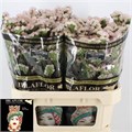 Лимониум-Limonium-S Apri Sun Birds-75cm-80gr 3356d713-873d-11ed-0a80-07080090cbb7