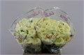 Ранункулус-Ranunculus-Cloni 1 Commedia-40cm 3358dd8d-b3e6-11ef-0a80-19ca000e71e5
