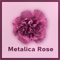 Гвоздика-Dianthus-Metallica Rose--FC 3359a661-5ccf-11ed-0a80-03030029f922