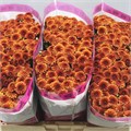 Хризантема сант-Chrysant sant-Aaa Edvaldo-55cm-130gr 33622f9c-9fa8-11f0-0a80-11aa001320e2