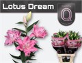 Лилия-Lilium-Or Du Lot Dream-85cm 05213fbe-acc6-11ef-0a80-02d0007aaf83
