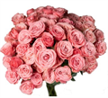 Роза куст-Rosa sp-Dionne-50cm--Ge 336ab98e-ca1c-11ed-0a80-0bcc00072e11