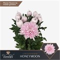 Хризантема одн-Chrysant Gr-Honeymoon-70cm-105gr 33741006-343d-11ee-0a80-0dd40017ec3d