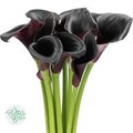 Калла-Zantedechia-Call Ceara-70cm 33743b19-fb95-11f0-0a80-11a2000ca5cf