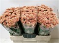 Хризантема сант-Chrysant sant-Kindly Salmon-55cm-110gr 3375fb0e-82f5-11ef-0a80-0cf10068c4ac