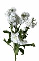 Маттиола куст-Matthiola sp-Regal-70cm-IS 05222e80-3168-11ee-0a80-02f9001429fa