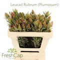 Леукадендрон-Leucadendron-Rubrum (plumosum)-50cm 337cd1e3-82f5-11ef-0a80-0cf10068c4af