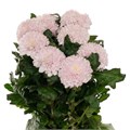 Хризантема одн-Chrysant Gr-Makarov-80cm-135gr 33800da7-82f5-11ef-0a80-0cf10068c4b2