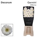 Гербера-Gerbera-Mi Albino Diamond-50cm 3385943f-fb95-11f0-0a80-11a2000ca5d2