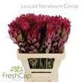 Леукадендрон-Leucadendron-Nervosum Cerise--60cm 338dd84e-0fe5-11f0-0a80-06f80013b35e