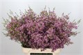 Ваксфлауэр-Chamelacium-Un Michal-70cm-60gr 338e508c-82f5-11ef-0a80-0cf10068c4b5