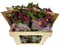 Хеллеборус-Helleborus-Or Queens Red-50cm 33964ecb-fb95-11f0-0a80-11a2000ca5d8