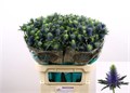 Эрингиум-Eryngium-Supernova Qstar-80cm 339e8aea-873d-11ed-0a80-07080090cbc6