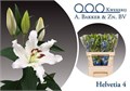 Лилия-Lilium-Or Helvetia-80cm 33a751ef-b3e6-11ef-0a80-19ca000e7203