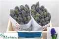Гиацинт-Hyacinthus-Blue Jeans-30cm 33aa2f4a-b3e6-11ef-0a80-19ca000e7206