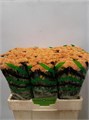 Хризантема сант-Chrysant sant-Ellison Salmon-55cm-125gr 33af485f-873d-11ed-0a80-07080090cbc9
