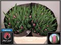 Тюльпан-Tulip-En Sirikit-38cm-50gr 33b0edf0-b3e6-11ef-0a80-19ca000e7209