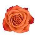 Роза-Rosa-Orange Crush-50cm--IS 052dde6c-f522-11f0-0a80-0750002ed4ea
