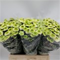 Хризантема куст-Chrysant Tr-Fontina-70cm-105gr 33c4b669-9fa8-11f0-0a80-11aa001320e8