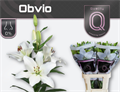 Лилия-Lilium-La Obvio 4+-90cm 33c56a5a-b3e6-11ef-0a80-19ca000e720c