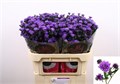 Астра-Aster-Astee Dark Milka-80cm--30gr 33c84b81-f2cc-11ef-0a80-074d00349828