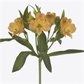 Альстромерия-Alstroemeria-Aurora-75cm-60gr 33c8ecc9-82f5-11ef-0a80-0cf10068c4bb