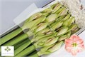 Амариллис St-Hippeastrum St-Ga Darling-65cm 33cbef05-b3e6-11ef-0a80-19ca000e721b