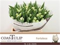 Тюльпан-Tulip-Du Fortaleza-37cm-35gr 33d79121-fb95-11f0-0a80-11a2000ca5de