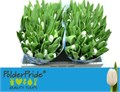Тюльпан-Tulip-En Royal Virgin-40cm-38gr 33d8012d-9fa8-11f0-0a80-11aa001320ee