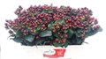 Хиперикум-Hypericum-Coco Montana-50cm 33e431ba-9fa8-11f0-0a80-11aa001320f1