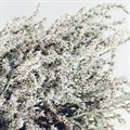 Лимониум-Limonium-Misty White--70cm-So 33e57181-5ba7-11ef-0a80-0cd400096d75