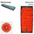 Гербера-Gerbera-Germini Henry Doos-45cm 33efe14b-82f5-11ef-0a80-0cf10068c4c1