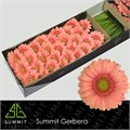 Гербера-Gerbera-Mi Dora Doos-45cm 003e8f0b-7f55-11f0-0a80-16d3001bd021