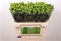Хиперикум-Hypericum-Sisu Charm-70cm 33f3d0c2-fb95-11f0-0a80-11a2000ca5e7