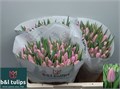 Тюльпан-Tulip-En Aafke-38cm-32gr 33f92b2b-873d-11ed-0a80-07080090cbd2