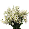 Лизиантус E-Lisianthus E-Botan White-70cm 3408361a-82f5-11ef-0a80-0cf10068c4c4